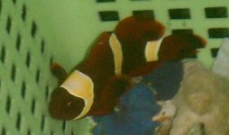 maroon clown.jpg