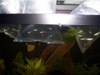 new fish 001.jpg