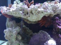 IMG_20110618_100908.jpg