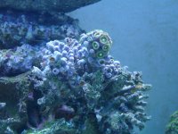 Coral.jpg