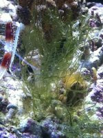 algae.jpg