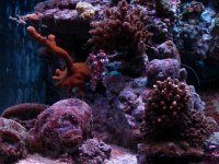 spawning 025.jpg
