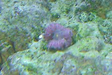 IMAG0540-1.jpg