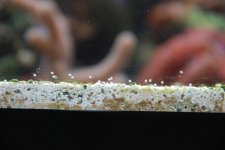 DSC_8006.jpg