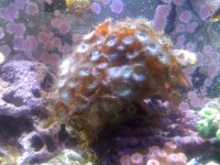 IMG_1028.jpg