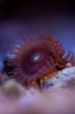 Zoa.jpg