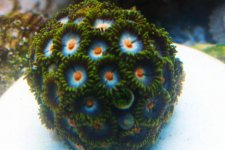 bluezoas.jpg