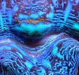 clam mantle.jpg