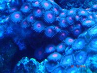closeups 006.jpg