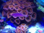 Wrasse 1.jpg