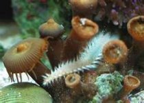 bristle worm.jpg