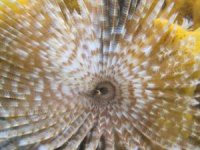 Fan worm.jpg
