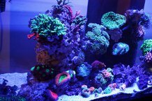 75 rimless sps.jpg