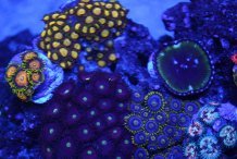 75 rimless zoas.jpg
