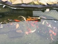 ImageUploadedByReefs1331817529.410521.jpg