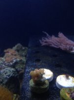 ImageUploadedByReefs1337133509.718875.jpg