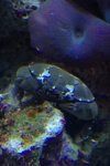 ImageUploadedByReefs1337147935.931131.jpg
