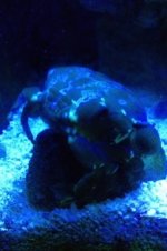 ImageUploadedByReefs1337147983.106309.jpg