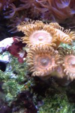 ImageUploadedByReefs1337226091.539406.jpg
