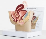 female pelvis.jpg