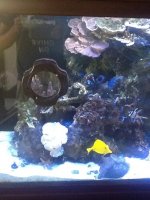 ImageUploadedByReefs1344525470.801125.jpg