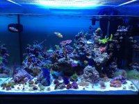 ImageUploadedByReefs1353381565.774889.jpg
