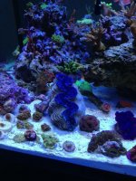 ImageUploadedByReefs1353381676.622497.jpg