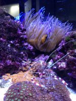 ImageUploadedByReefs1357405081.352989.jpg