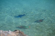Bermuda fish.jpg