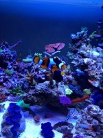 ImageUploadedByReefs1353557632.969517.jpg