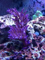 ImageUploadedByReefs1341506564.597916.jpg
