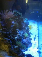 ImageUploadedByReefs1341531733.870488.jpg