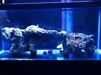 ImageUploadedByReefs1344698912.989835.jpg