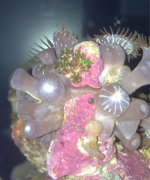 ImageUploadedByReefs1353649677.734394.jpg