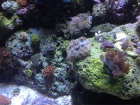 ImageUploadedByReefs1361738904.523746.jpg