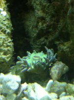 ImageUploadedByReefs1349145613.968236.jpg