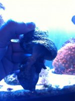 ImageUploadedByReefs1357531339.455606.jpg