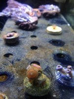 ImageUploadedByReefs1338245310.928866.jpg