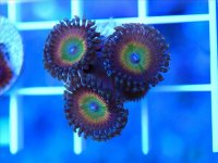 ImageUploadedByReefs1361740032.274692.jpg