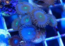 ImageUploadedByReefs1361740078.352599.jpg