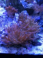 ImageUploadedByReefs1349195143.891582.jpg