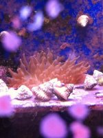 ImageUploadedByReefs1349195171.107223.jpg