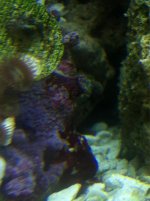 ImageUploadedByReefs1349227301.346321.jpg