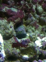 ImageUploadedByReefs1349227344.568847.jpg