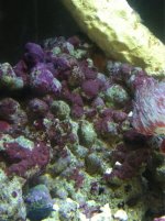 ImageUploadedByReefs1349227364.070236.jpg