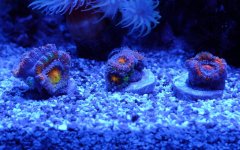 rainbow-acans.jpg