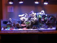 ImageUploadedByReefs1341859033.489980.jpg