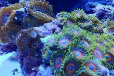 ImageUploadedByReefs1334795407.112943.jpg