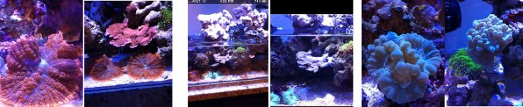 ImageUploadedByReefs1341859049.969908.jpg