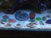 ImageUploadedByReefs1345218482.637476.jpg